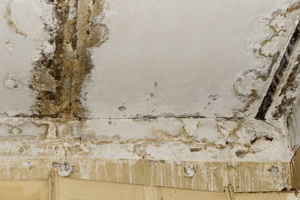 Trusted Mulino, OR Mold Removal Experts