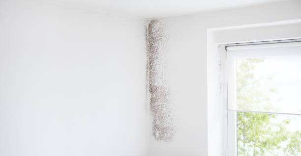 Best Asbestos and Lead Testing During Mold Inspection  in Mulino, OR