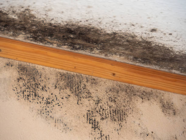 Best Indoor Air Quality Assessment  in Mulino, OR