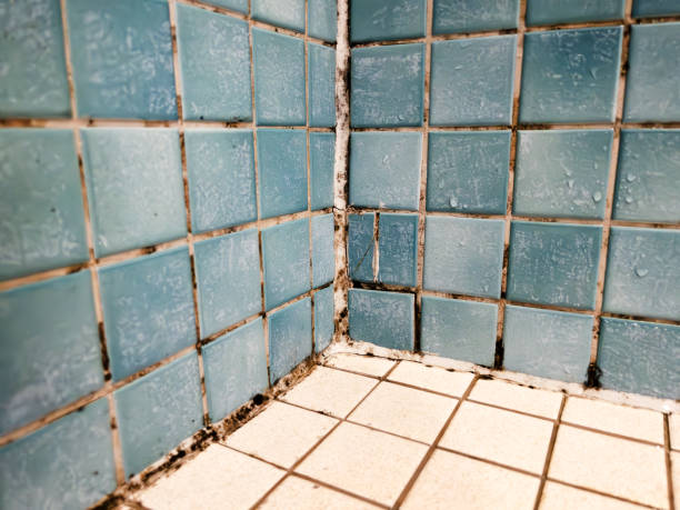 Best Biohazard Mold Removal  in Mulino, OR