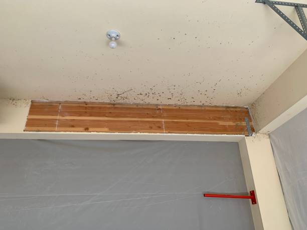 Best Dehumidification Services  in Mulino, OR