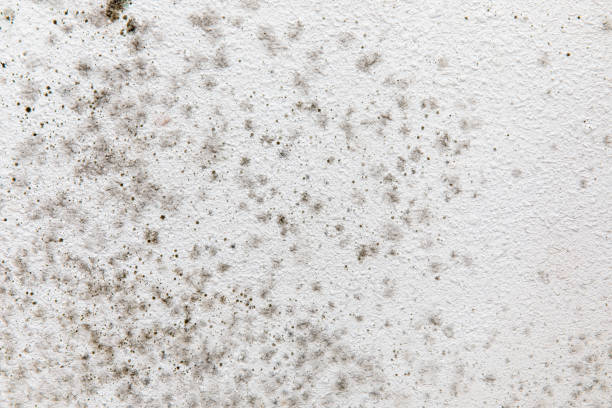 Best Comprehensive Air Testing for Mold Contaminants  in Mulino, OR
