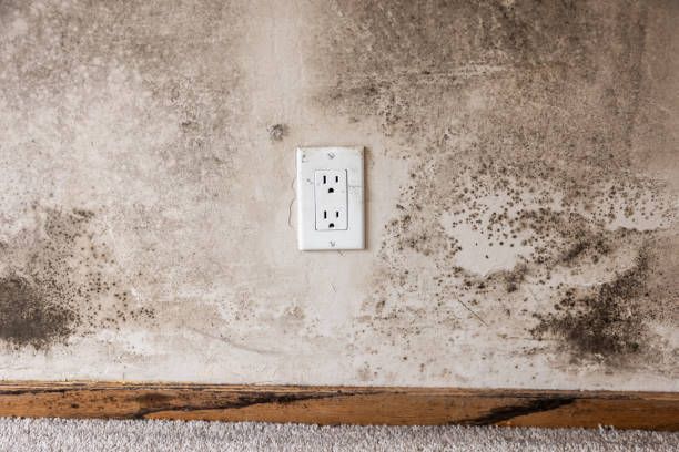 Best Air Quality Testing for Mold Spores  in Mulino, OR