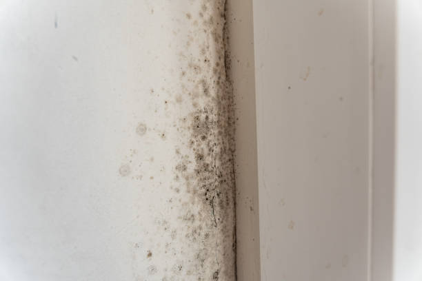 Best Water Damage & Mold Remediation  in Mulino, OR
